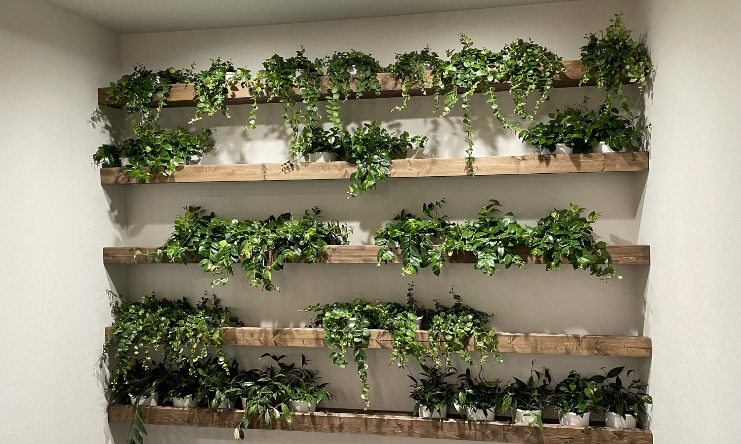 空間に合わせた観葉植物の選定・配置