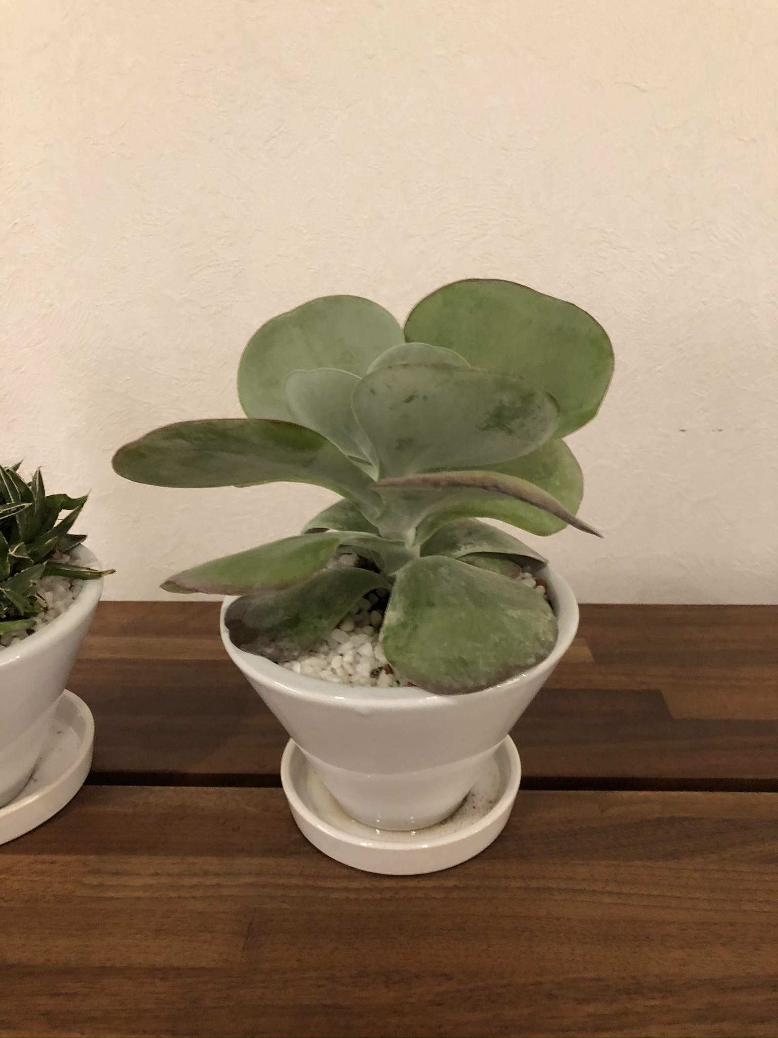 https://and-green.com