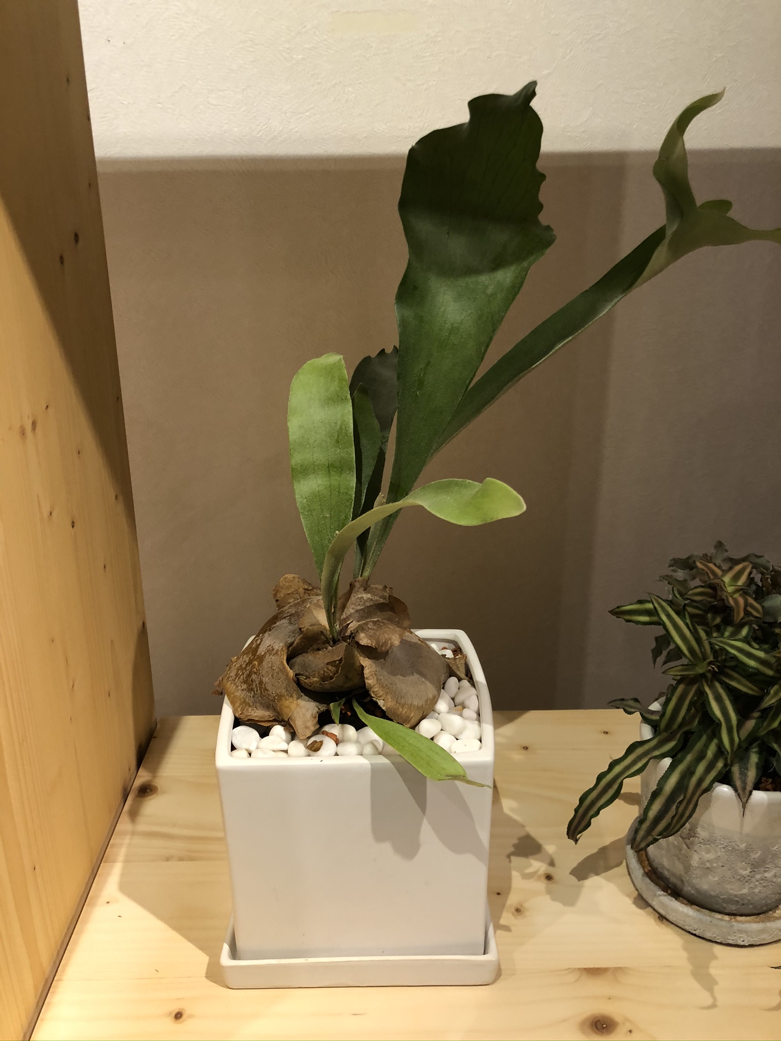 https://and-green.com