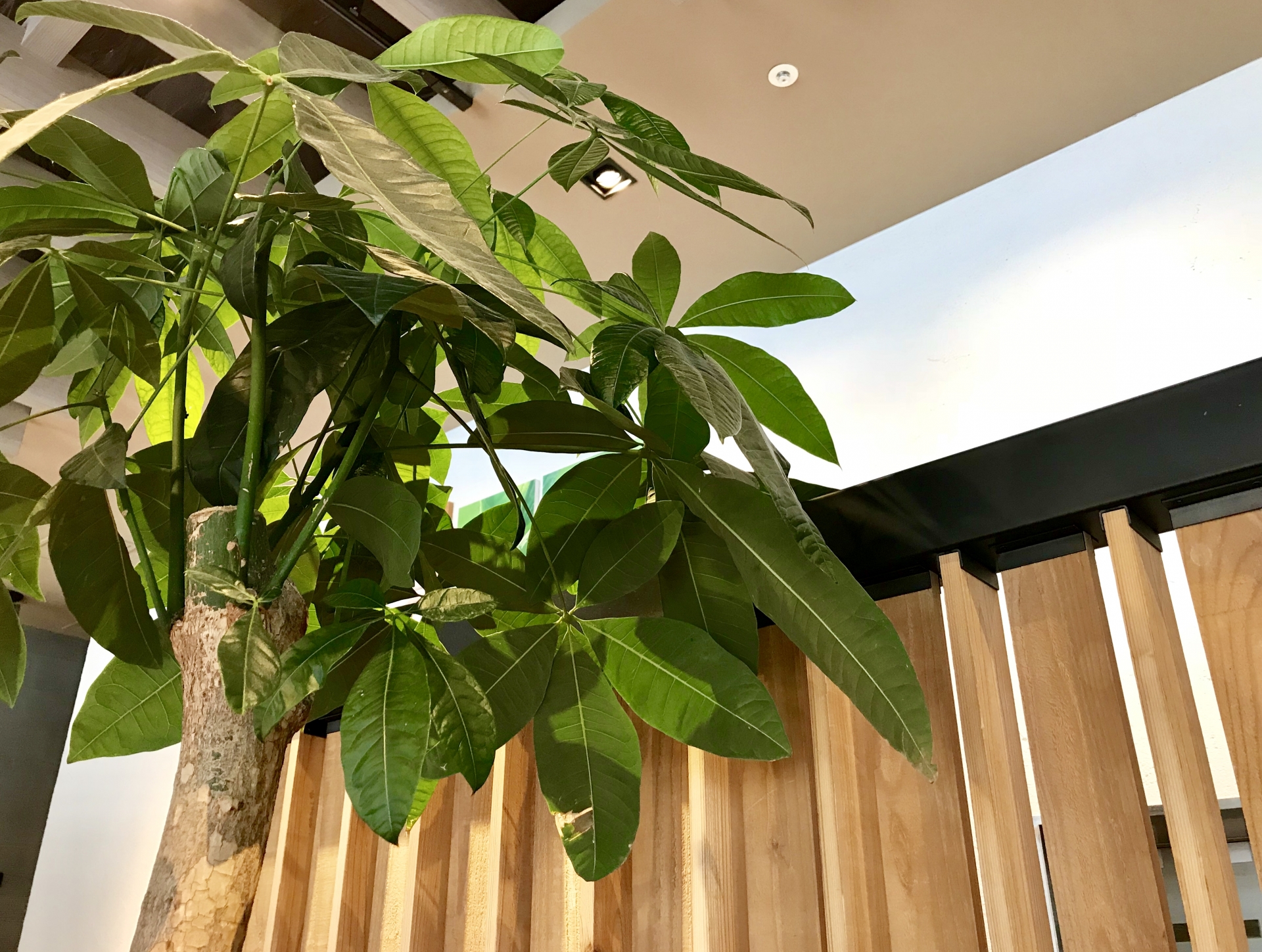 カフェ用の観葉植物をお探しならご相談を！｜おすすめの観葉植物をご紹介します！