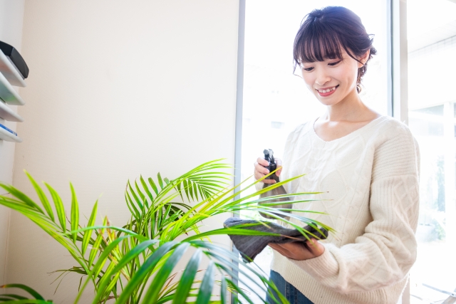 観葉植物の購入におすすめの季節は？よくある疑問に回答