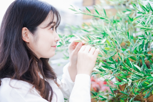 部屋に人気の観葉植物とは？どのようなタイプがおすすめか紹介