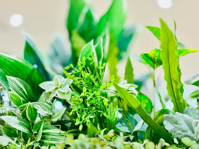 観葉植物に肥料はいらない？栄養不足のときに見られる症状も解説