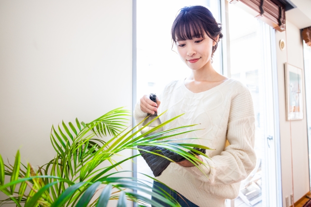 観葉植物がほこりで汚れてしまう原因とは？お手入れ方法も解説