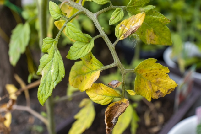 観葉植物の葉が黄色くなるのはなぜ？原因や対処法を解説