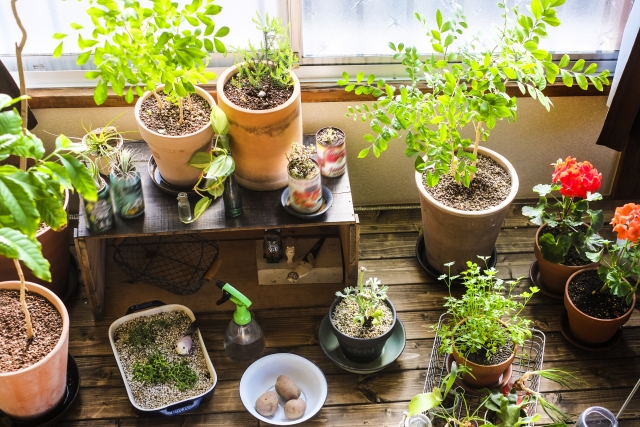 観葉植物の選び方は5つのポイント！専門店が分かりやすく解説
