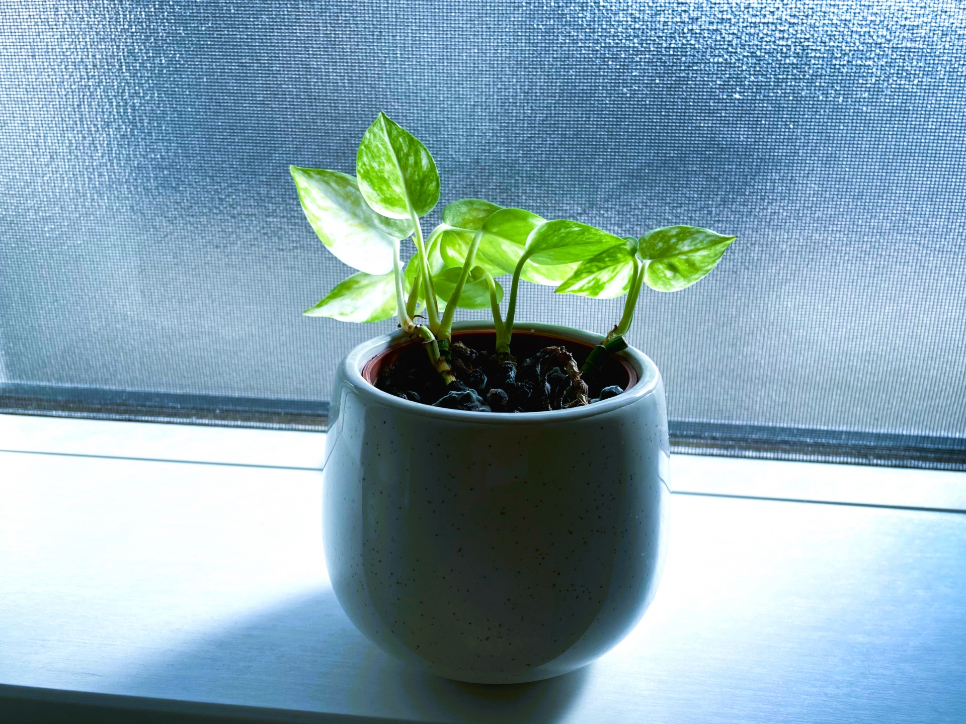 寝室におすすめの観葉植物｜風水・選び方
