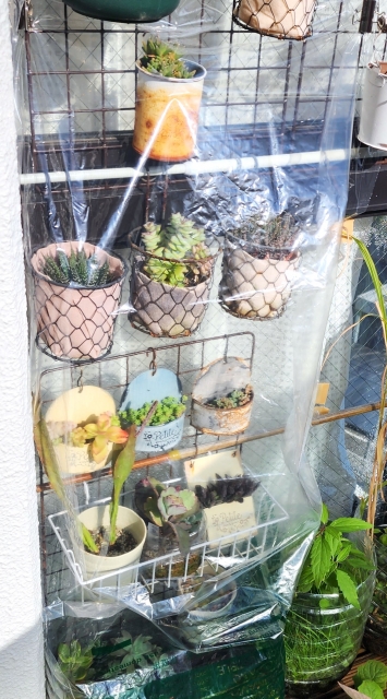 観葉植物の冬越しとは？寒い時期に枯らさないための対策を解説