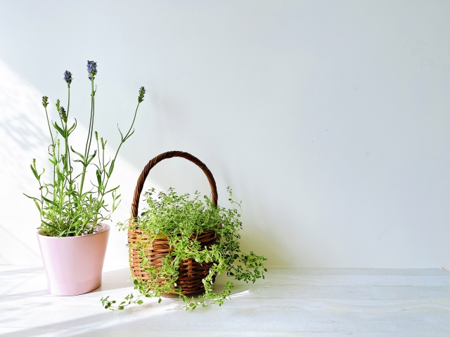 観葉植物が枯れる原因と復活のための対処法を解説