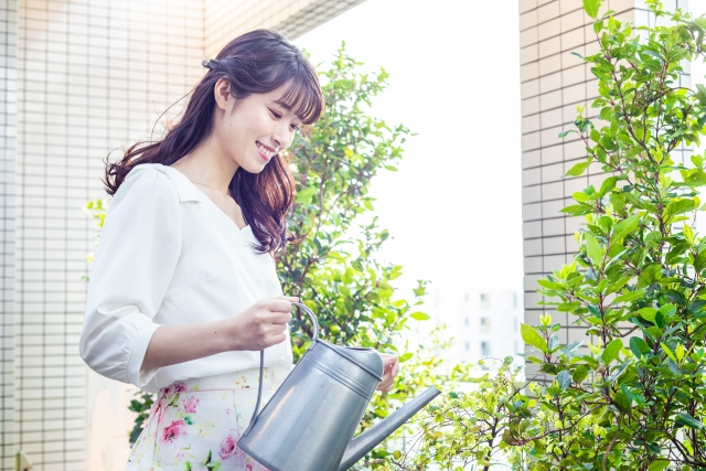 観葉植物の水やりの目安とは？頻度や量について解説